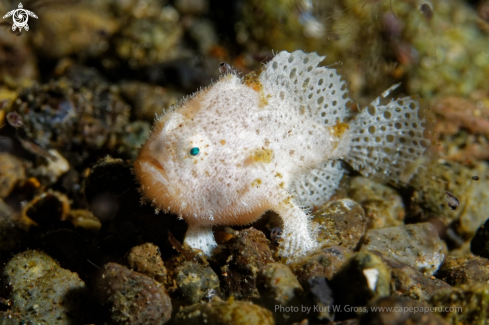 A Histiophryne cryptacanthus | Frog Fish