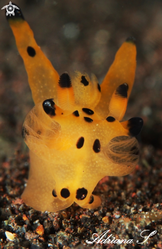 A Thecacera sp. | Nudibranch