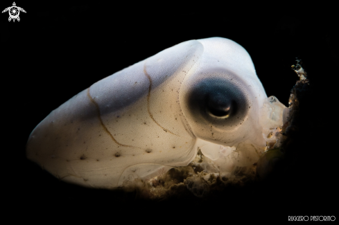 A Sepia laticauda | Cuttlefish
