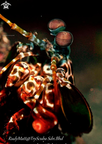 A Odontodactylus scyllarus | peacock mantis shrimp