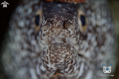 A Gymnothorax moringa | Spotted Moray