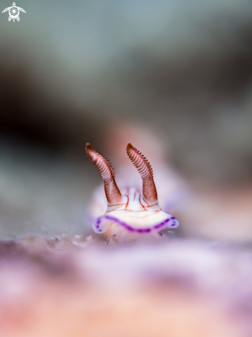 A Hypselodoris sp. | Nudibranch