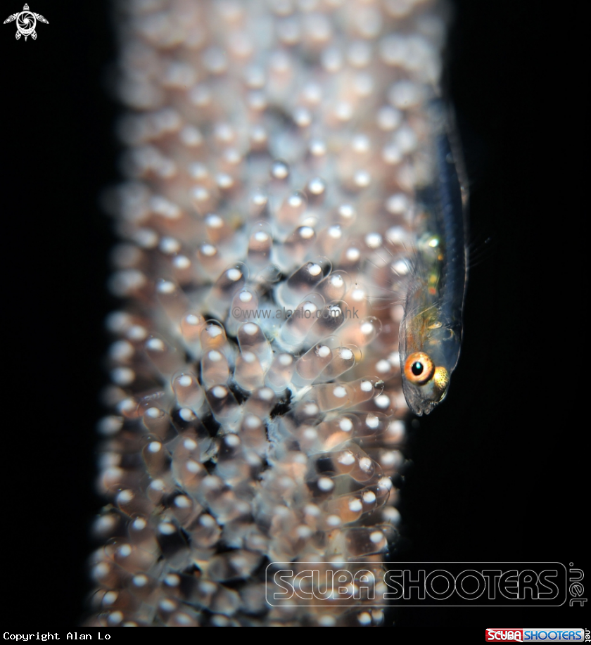 Goby with Eggs