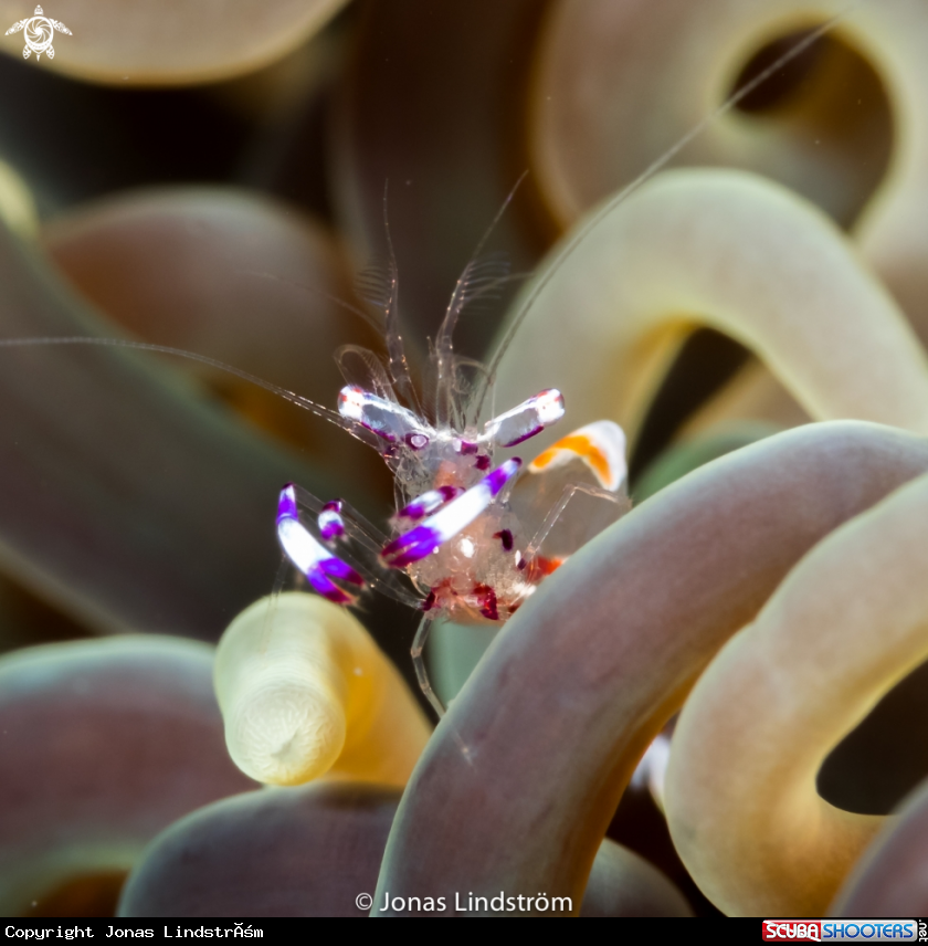 A Holthuis`Anemon shrimp