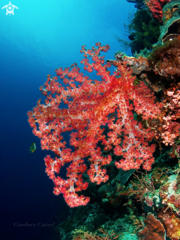 A Dendronephthya klunzingeri | Soft coral,Alcionario