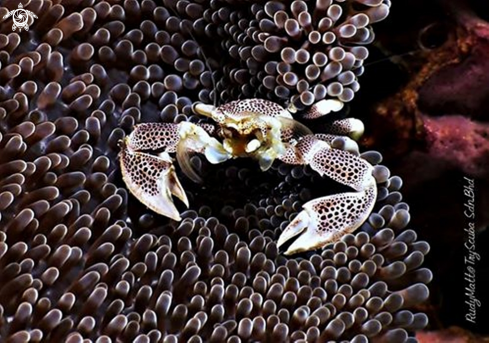 A Neopetrolisthes maculosus | Anemone Crab