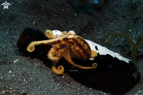 A Octopus Mototi