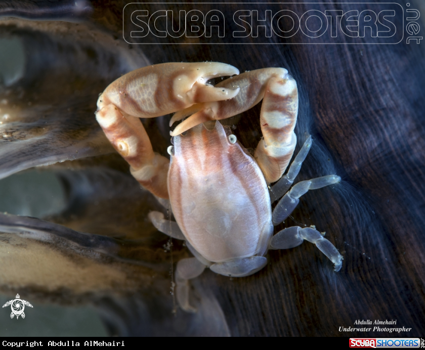 A Porcelain Crab 