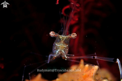 A  Cuapetes platycheles | Shrimp