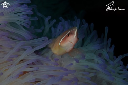 A Amphiprion perideraion | Clownfish