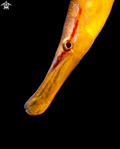 A Snake pipefish