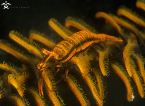 A Hippolyte catagrapha | Crinoid shrimp,Gamberetto dei Crinoidi