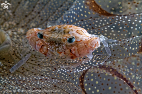 A Lissocarcinus laevis | Porzellan Crab