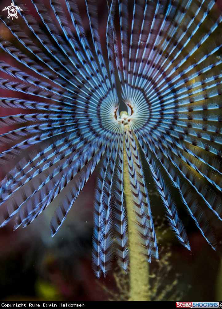peacoc worm