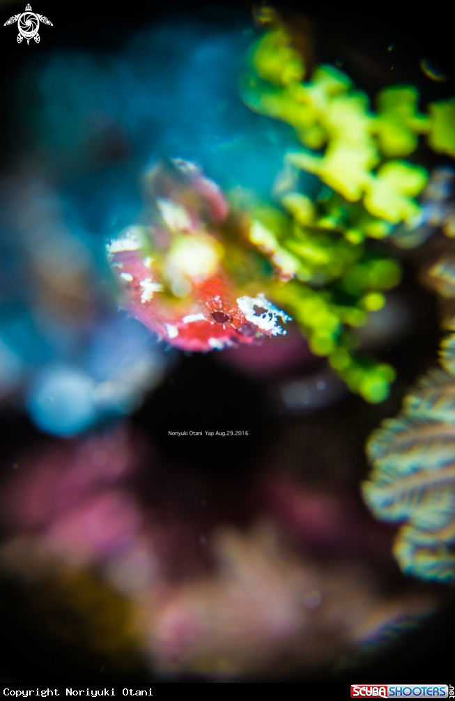 a garnet in the reef hole 