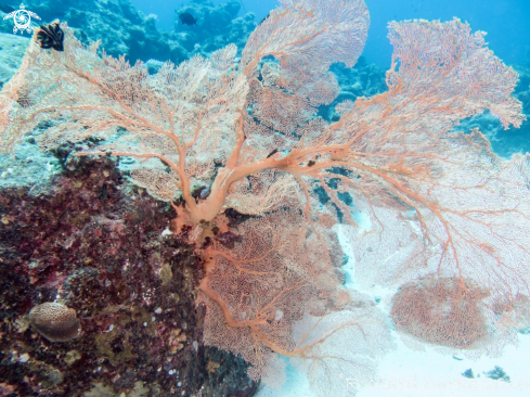 A Gorgonian Sea fan