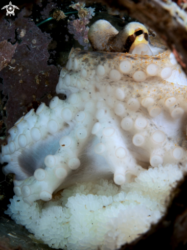 A poison ocellate octopus | Mototi Octopus