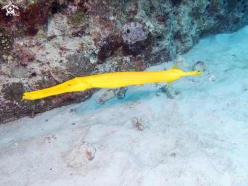 A Aulostomus chinensis | Trumpet fish