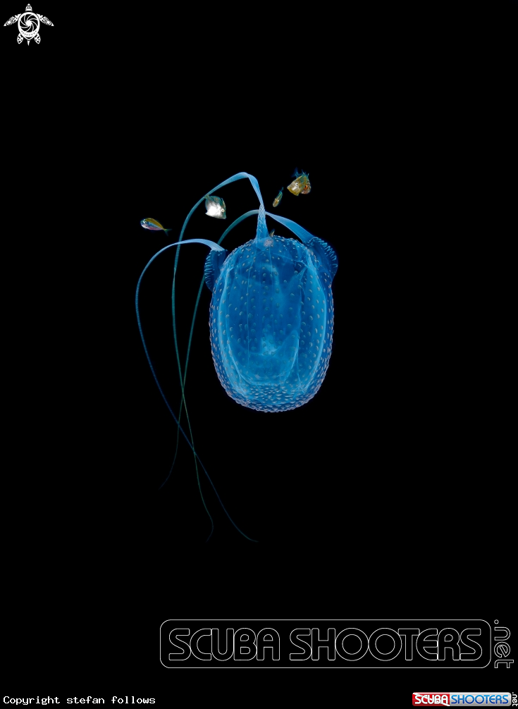 A Box Jellyfish