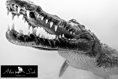 A Crocodylus acutus | American Crocodile 