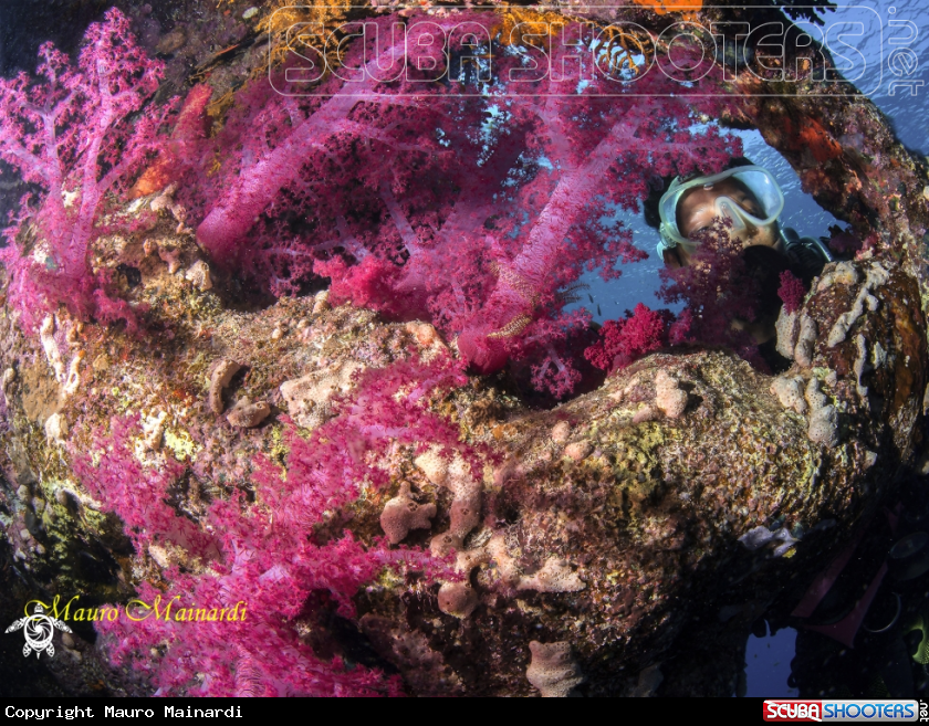 The wonderful colors of the Red Sea