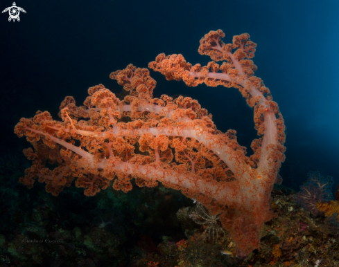 A Soft coral,Alcionario