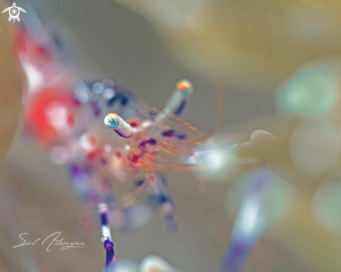 A Transparent Shrimp 