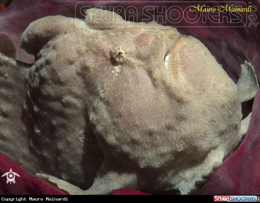 Underwater pig frogfish