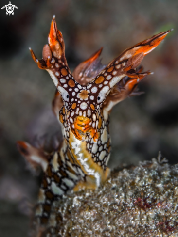 A Bornella Anguilla | Nudibranch