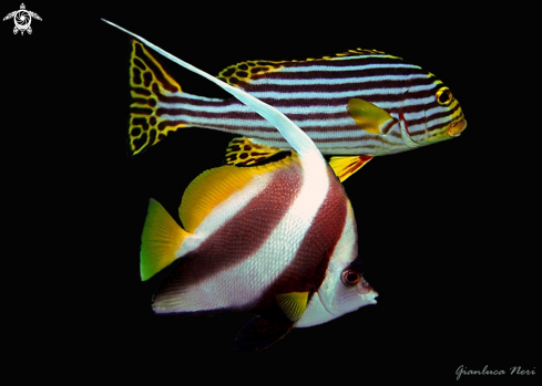 A Heniocus acuminatus and Plectorinchus vittatus | Angel fish and oriental sweelips