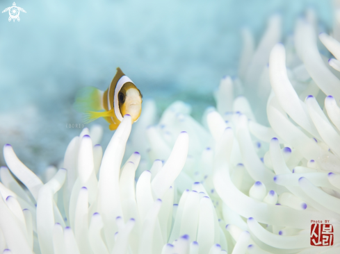 A anemonefish