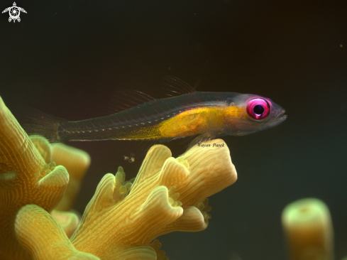 A pink eyes goby