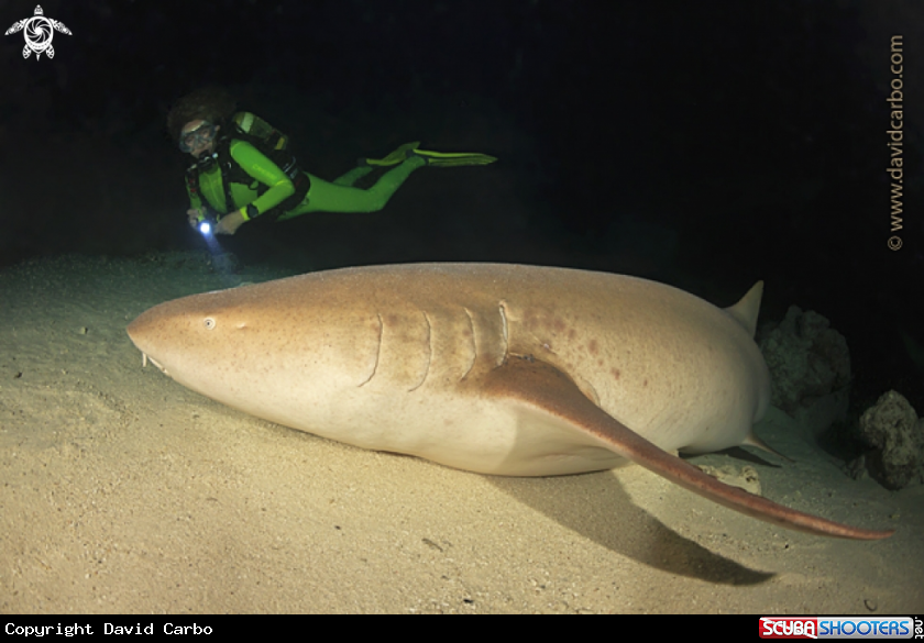Gemma & nodriza shark