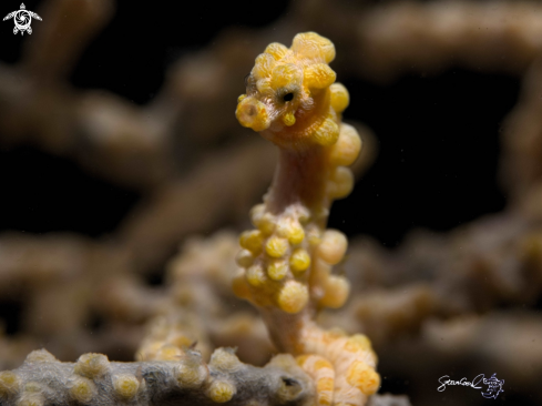 A Pygmic seahorse