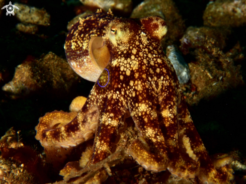 A Mototi octopus