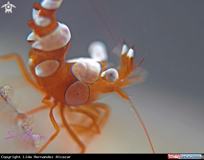 sexy shrimp