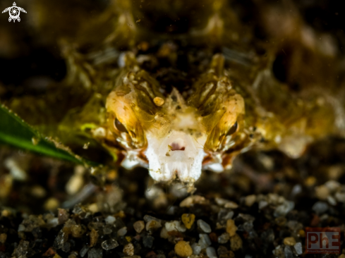 A Eurypegasus draconis | Sea Moth