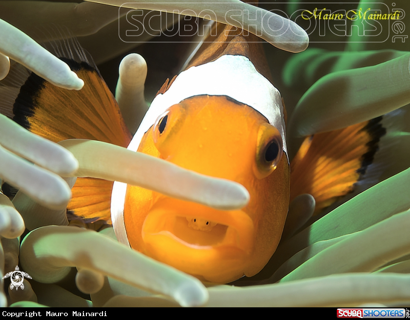 Clownfish with parasite