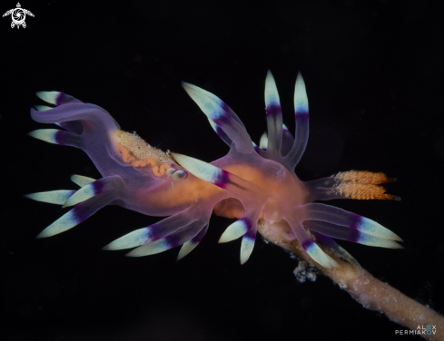 A flabellina exoptata | Nudibranch 