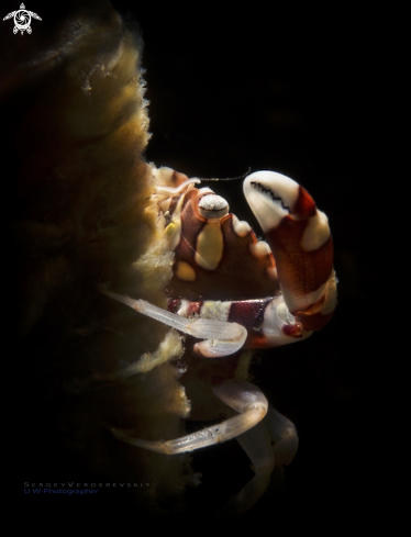 A Harlequin Swimming crab (Lissocarcinus Laevis) | Harlequin Swimming crab (Lissocarcinus Laevis)