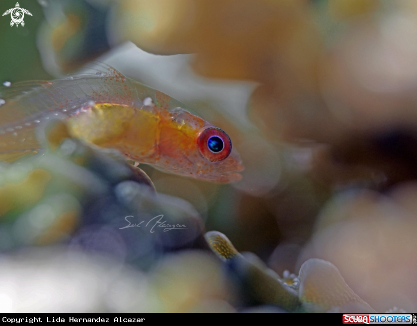 A pink eyed goby