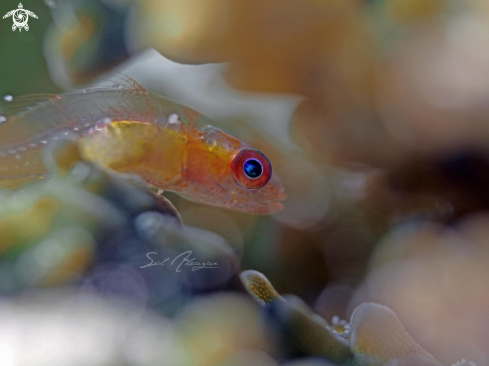 A pink eyed goby