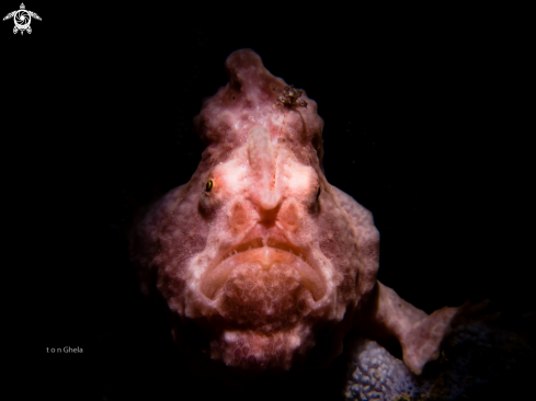 A Antennarius commerson | Frog Fish