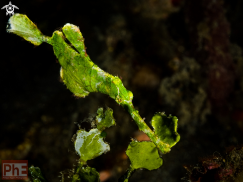A Solenostomus halimeda | Halimeda ghostpipefish