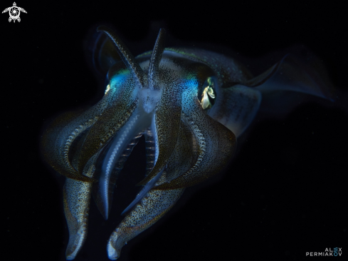 A Sepioteuthis sepioidea | Squid