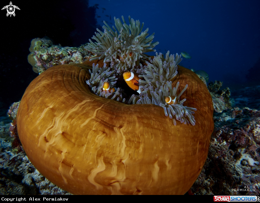 A Amphipriones in anemone