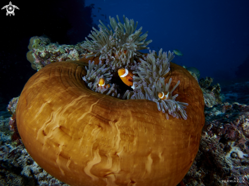 A Amphipriones in anemone