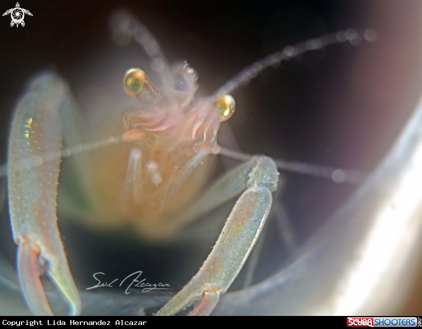 Shrimp on tunicate