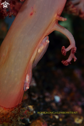 A Red Gobies