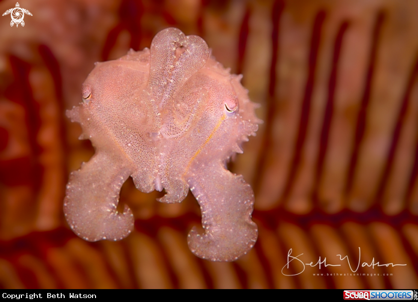 A Juvenile Cuttlefish